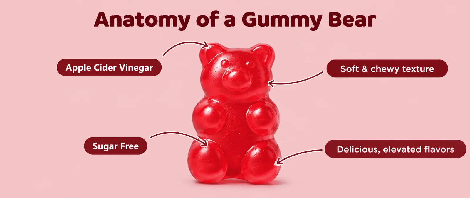 Anatomy of a Gummy Bear: Apple Cider Vinegar, soft and chewy texture, Sugar Free, delicious elevated flavors