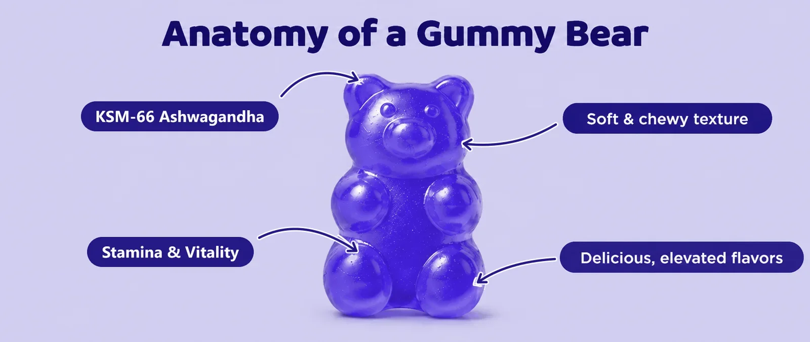 Anatomy of a Gummy Bear: KSM-66 Ashwagandha, soft and chewy texture, Stamina & Vitality, delicious elevated flavors